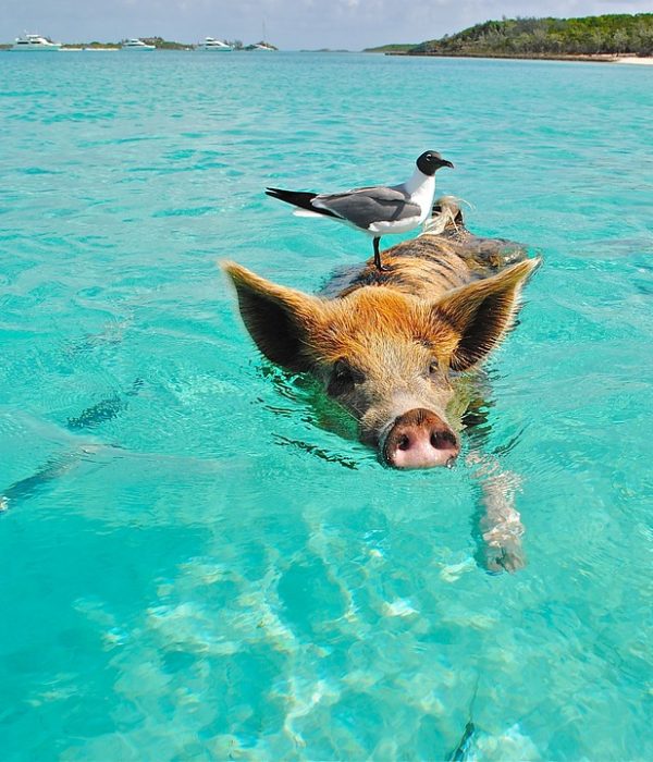 pig, swimming, beach-2351252.jpg