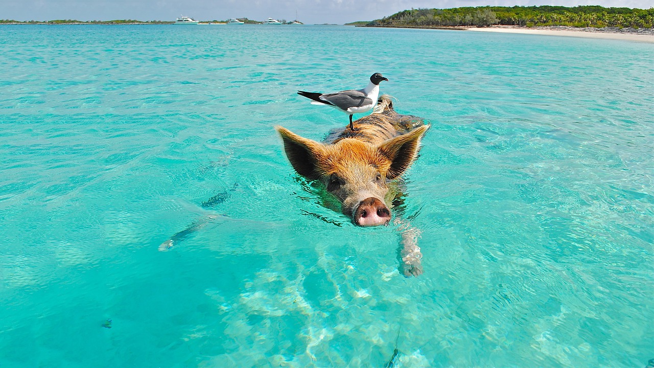 pig, swimming, beach-2351252.jpg